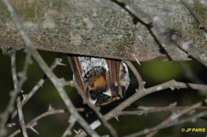 Chauve-souris sp